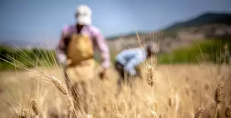 Workers in a wheat field.