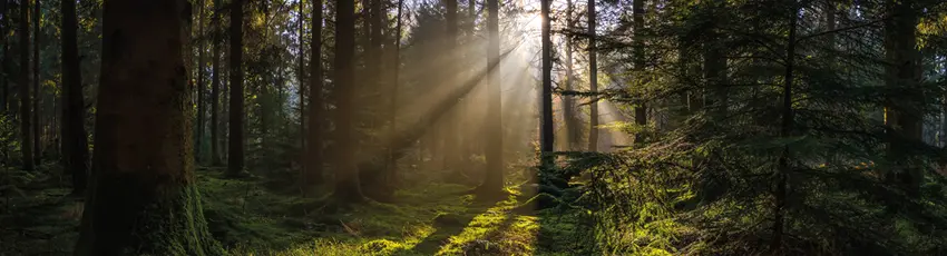 Idyllic forest glade mossy woodland golden rays of sunbeams panorama