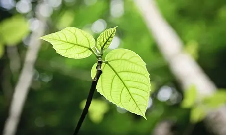 Photographed from below a small sapling is dwarfed by huge rainforest trees.