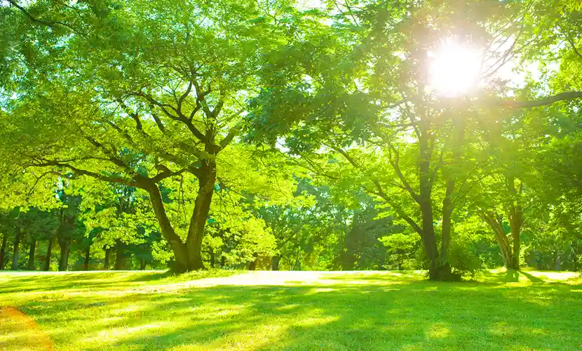 Two big trees surrounded by green grass in the sunshine